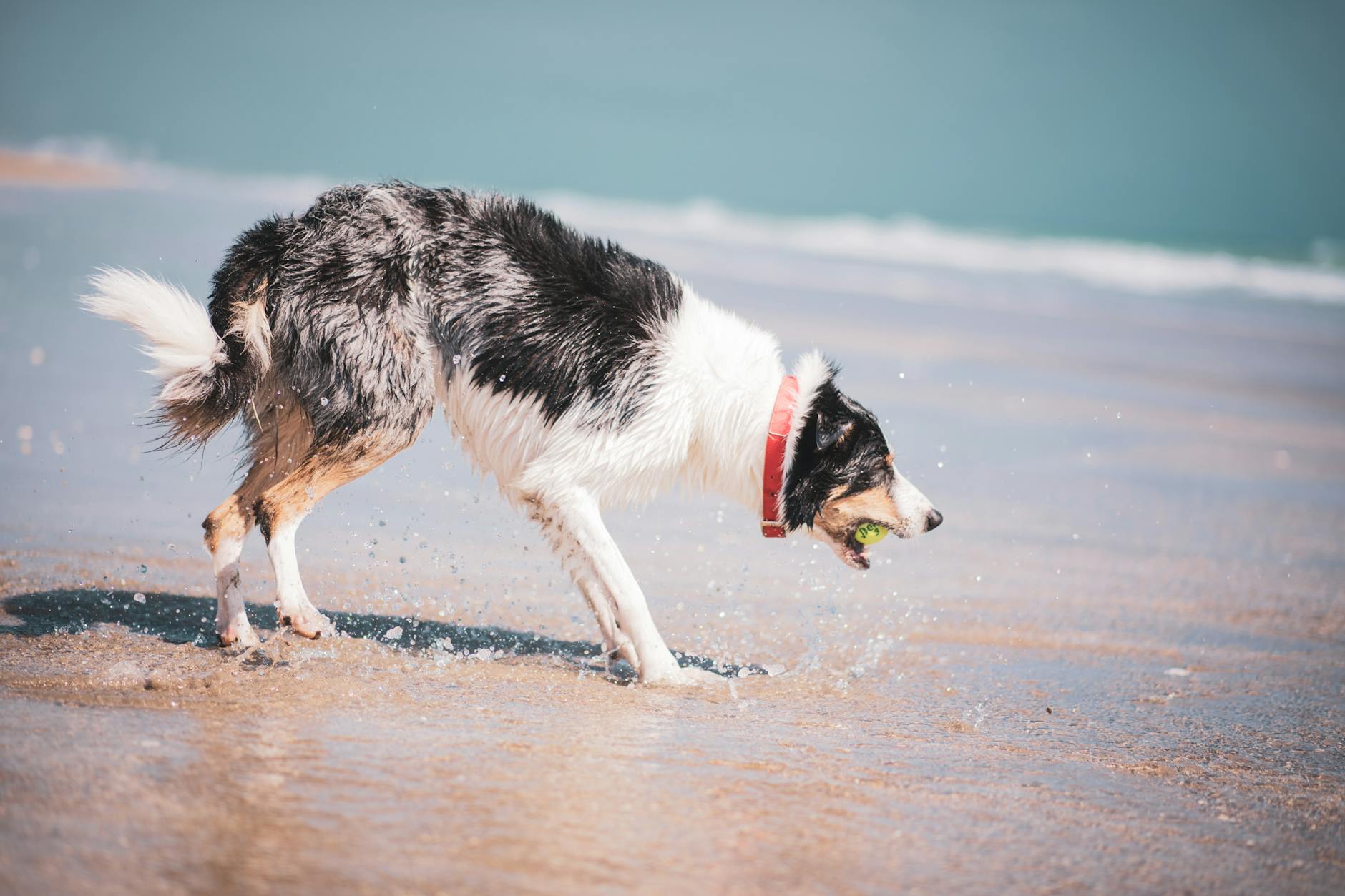 Border collie bawi się piłką w morskich falach na chorwackiej plaży