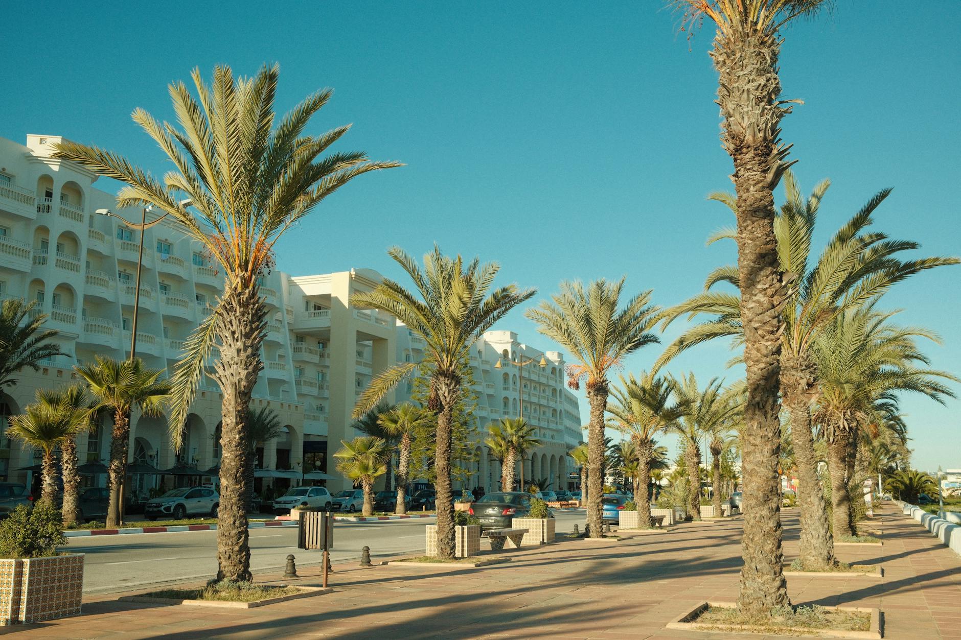Słoneczna tunezyjska ulica z palmami i białymi budynkami