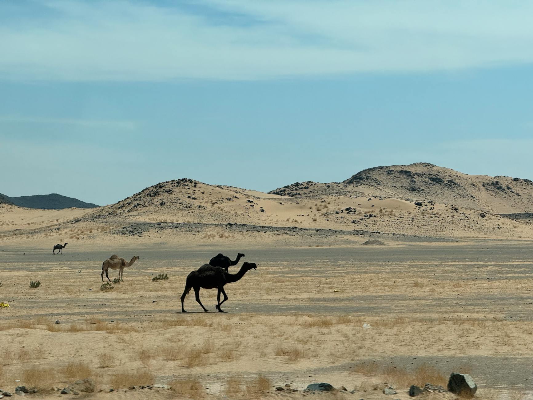 Wielbłądy idące przez pustynny krajobraz pod Rijadem