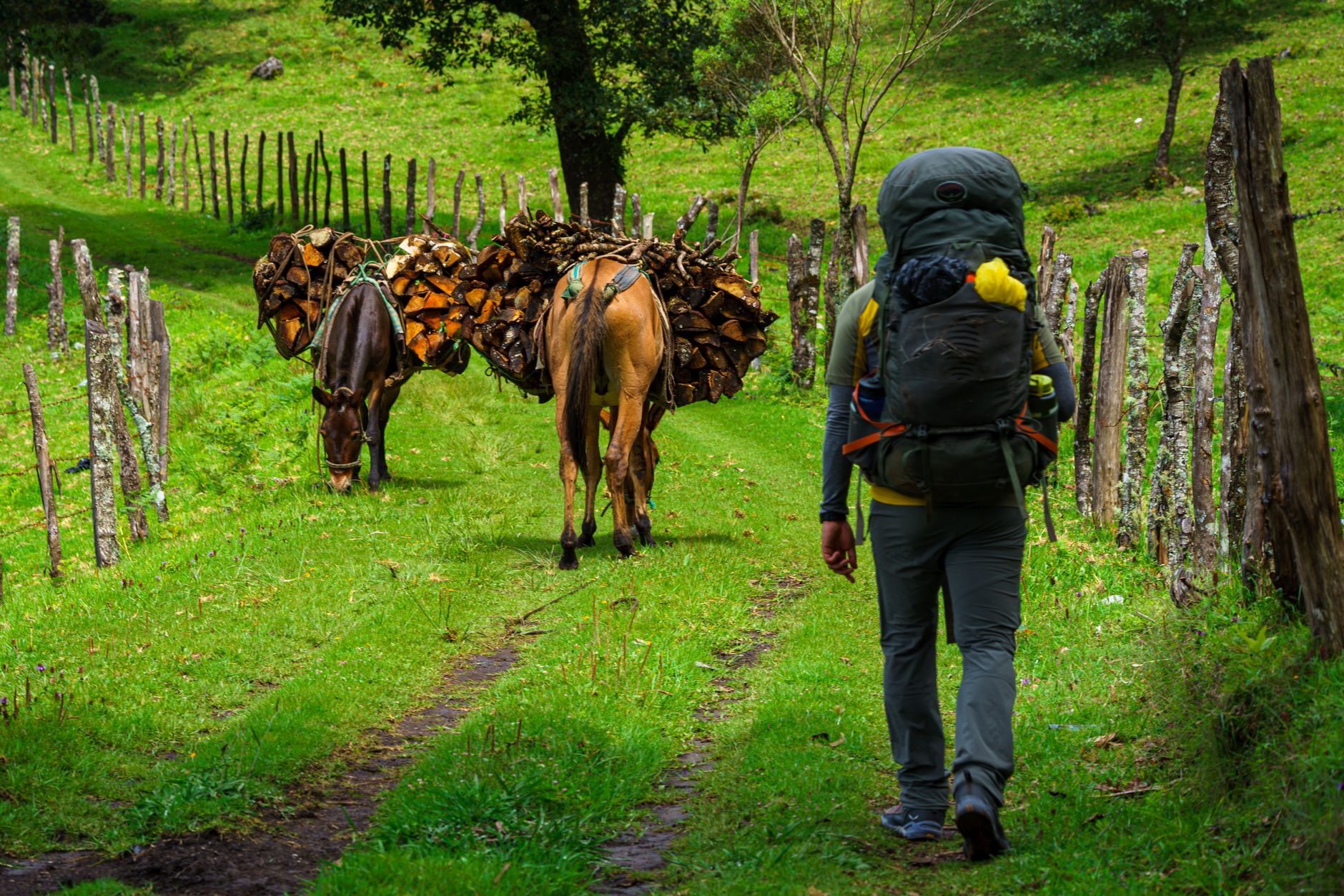 Backpacker idzie za obładowanymi osłami zieloną ścieżką w Nebaj, Gwatemala